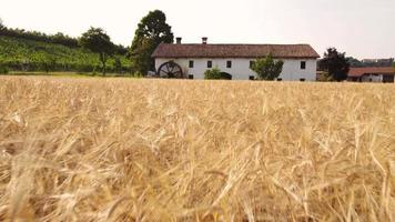 campo de agricultura de trigo dorado y campo de granja de molino video