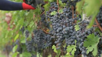 Agriculteur travaillant la taille du vignoble avec des vignes de raisins rouges avec des cisailles video