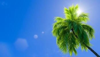 Palm tree on the background of the sunny sky. 3D rendering illustration. photo