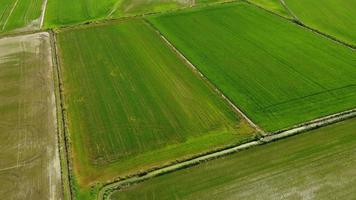 Reisfeld Landwirtschaft Feld in Vercelli Piemont, Italien video