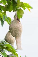 Baya weaver bird nest on tree photo