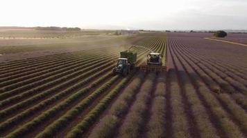 oogsten lavendel landbouw veld, oogstmachine trekker in valensole, provence video