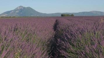 gros plan sur le champ de lavande en fleurs fleurs violettes en été à valensole video