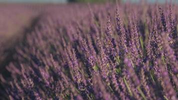 nahaufnahme auf dem lavendellandwirtschaftsfeld, das im sommer in valensole violette blumen blüht video