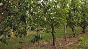 campo de agricultura de planta de fruta de ameixa video