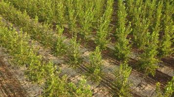 Poplars trees agriculture cultivation, organic forest farm aerial view video