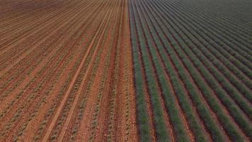 lavendel- fält i valensole, provence Frankrike video