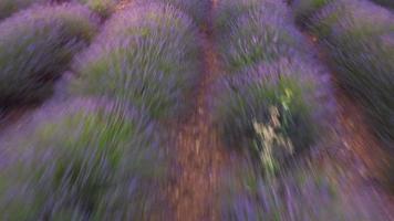 Plateau de Valensole lavender field in Provence, France video