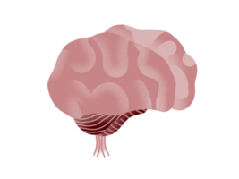 dessin d'illustration de cerveau simple png