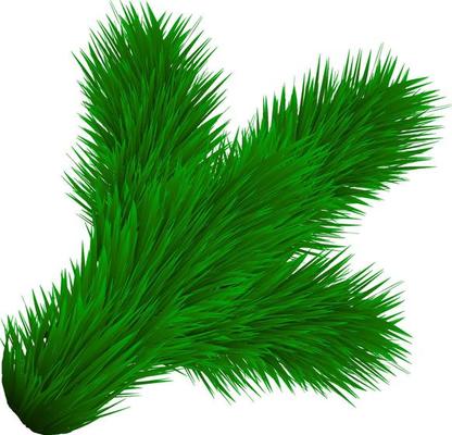 Pine tree branch. Vector Christmas tree isolated