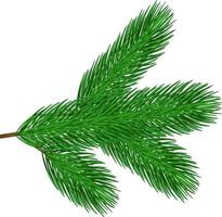 Pine tree branch. Vector Christmas tree isolated