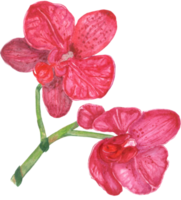 aquarela linda orquídea roxa botânica png