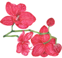 acuarela hermosa orquídea púrpura botánica png