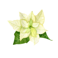 Watercolor white poinsettia. Christmas star flower png