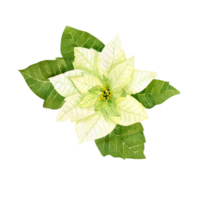 Watercolor white poinsettia. Christmas star flower png