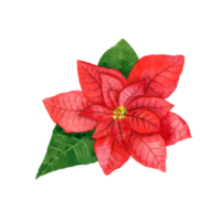 Watercolor red poinsettia. Christmas star flower png