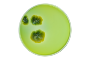 Petri dish and culture media with bacteria on white background with clipping, Test various germs, virus, Coronavirus, Corona, COVID-19, Microbial population count, Food science. png