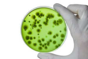 Hand with Petri dish or culture media with bacteria on white background with clipping, Test various germs, virus, Coronavirus, COVID-19, Microbial population count, Food science. png