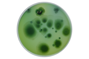 Petri dish or culture media with bacteria on white background with clipping, Test various germs, virus, Coronavirus, COVID-19, Microbial population count, Food science. png