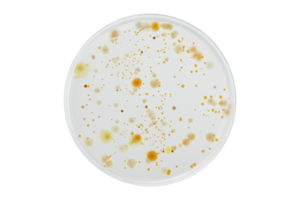 Petri dish and culture media with bacteria on white background with clipping, Test various germs, virus, Coronavirus, Corona, COVID-19, Microbial population count, Food science. png