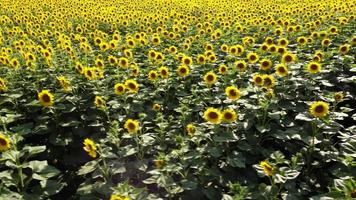 zonnebloem veld- Bij zomer video