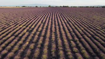 plateau de valensole champ de lavande en provence, france video