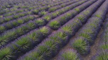 lavanda campo aereo Visualizza nel valentino, provence Francia. fioritura viola fiori a estate. video