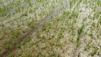 champ d'agriculture de riz paddy dans le piémont vercelli, italie video