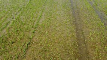 Rice Paddy Agriculture Field in Vercelli Piedmont, Italy video