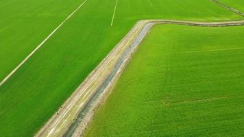 champ d'agriculture de riz paddy dans le piémont vercelli, italie video