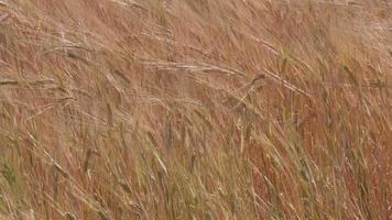 Golden Wheat Agriculture Field video