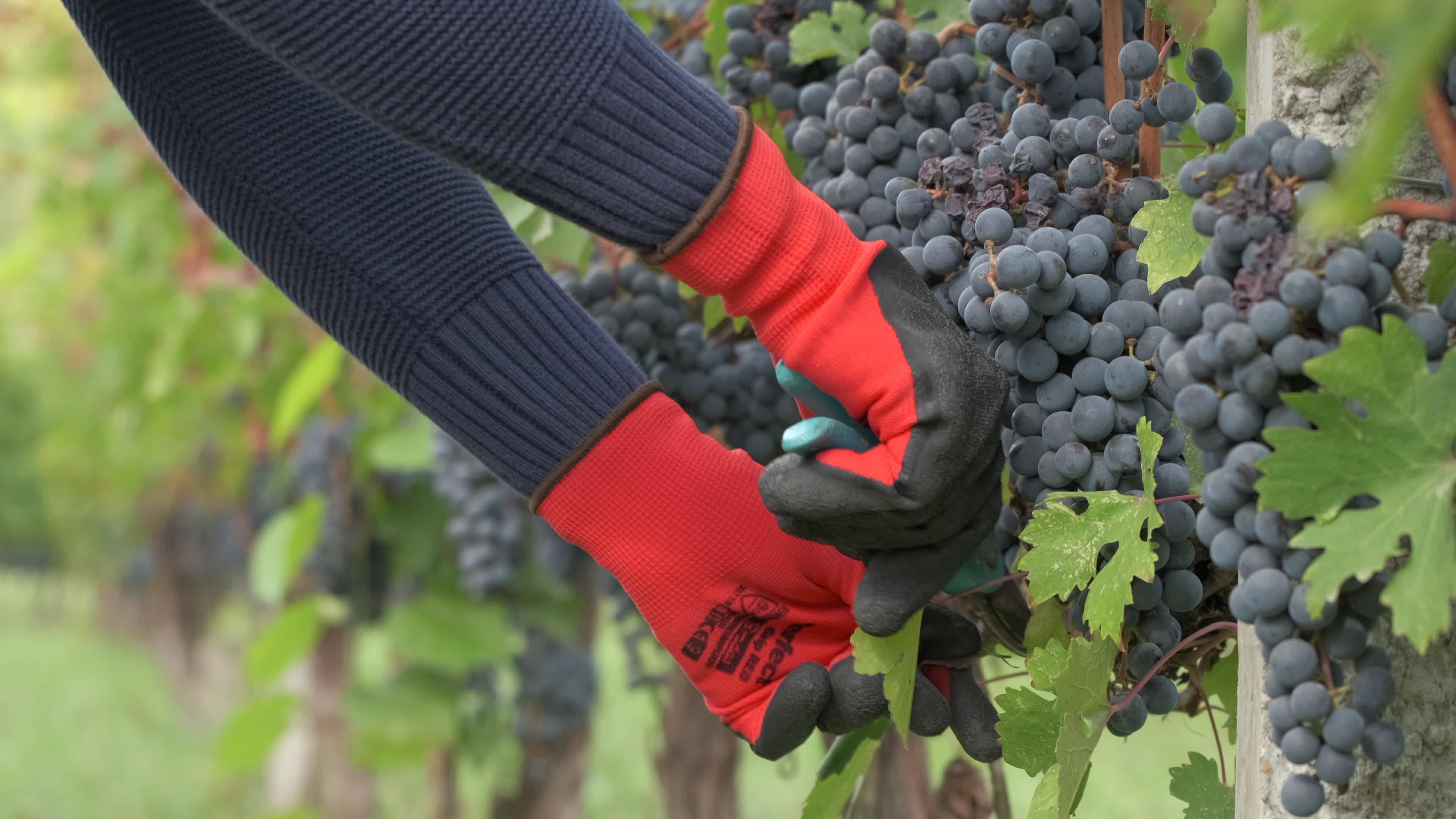 Farmer working pruning vineyard with red grapes vines with shears 16351929 Stock Video at Vecteezy