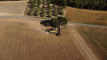 Cosechadora cosechando grano de trigo en la agricultura de cereales. agricultor con maquinaria de tractor trillando trigo, cosechando vista aérea del campo de grano. granja orgánica, cosecha, cultivo. video