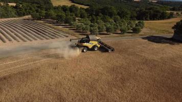 Cosechadora cosechando grano de trigo en la agricultura de cereales. agricultor con maquinaria de tractor trillando trigo, cosechando vista aérea del campo de grano. granja orgánica, cosecha, cultivo. video