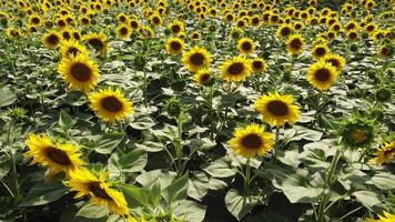 campo de girasoles en verano video