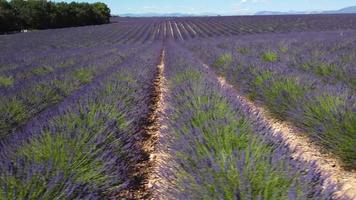 vue aérienne du champ de lavande à valensole, provence france. fleurs violettes épanouies en été. video