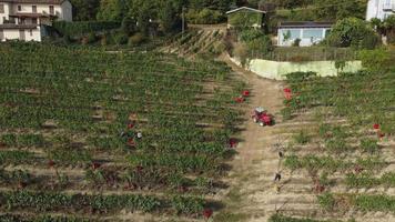jordbrukare skörd vingård med traktor maskineri. röd vin vin vindruvor skörda lantbruk fält. video