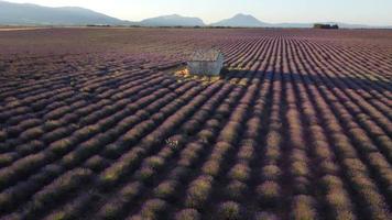 vue aérienne du champ de lavande à valensole, provence france. fleurs violettes épanouies en été. video