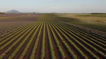 campo de lavanda cosechado en valensole, provenza francia video