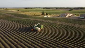 récolte de champ agricole de lavande, tracteur moissonneur à valensole, provence video