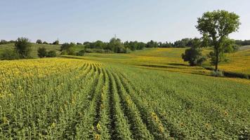 champ de tournesol en été video