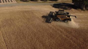 Mähdrescher, der Weizenkorn in der Getreidelandwirtschaft erntet. landwirt mit traktormaschinen, die weizen dreschen, getreidefeld luftbild ernten. Bio-Bauernhof, Ernte, Anbau. video