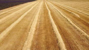 vista aérea de campo de agricultura de trigo cosechado