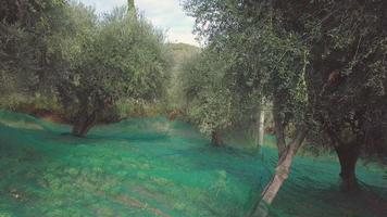 Olive trees agriculture. Organic cultivation. Rural farming. Olives oil ingredient. Mediterranean food. Harvest. video