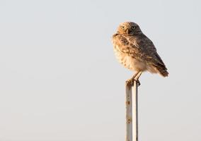 Owl on the pole photo