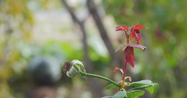 une abeille en vol sur une fleur fanée à la fin de l'automne video