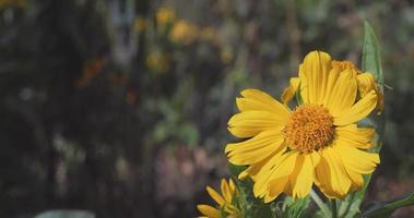 Chamomile in late autumn video