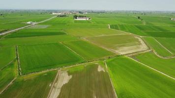 campo de arroz em casca de arroz em vercelli piemonte, itália video