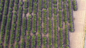 Luftaufnahme des Lavendelfeldes in Valensole, Provence, Frankreich. blühende lila Blumen im Sommer. video