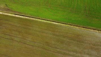 campo de agricultura de arrozal en vercelli piamonte, italia video